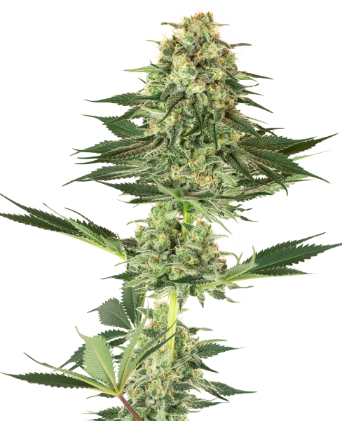 House420 Banana Kush – Feminisierte Samen